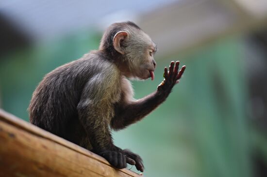 Детеныш капуцина плаксы в Московском зоопарке 