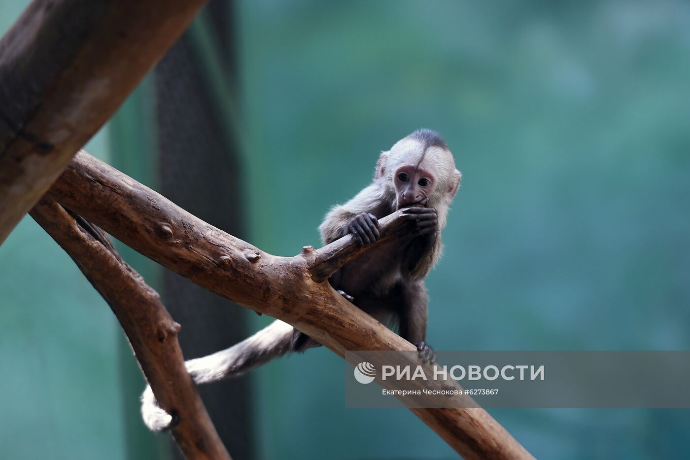 Детеныш капуцина плаксы в Московском зоопарке 