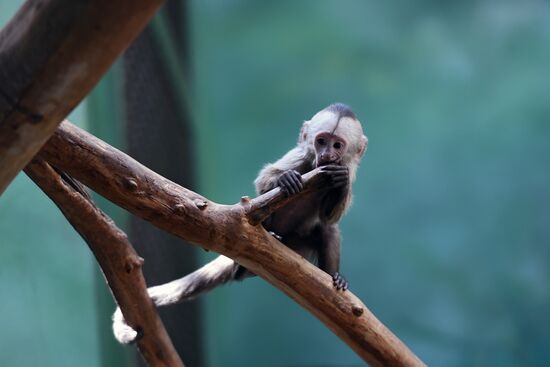 Детеныш капуцина плаксы в Московском зоопарке 