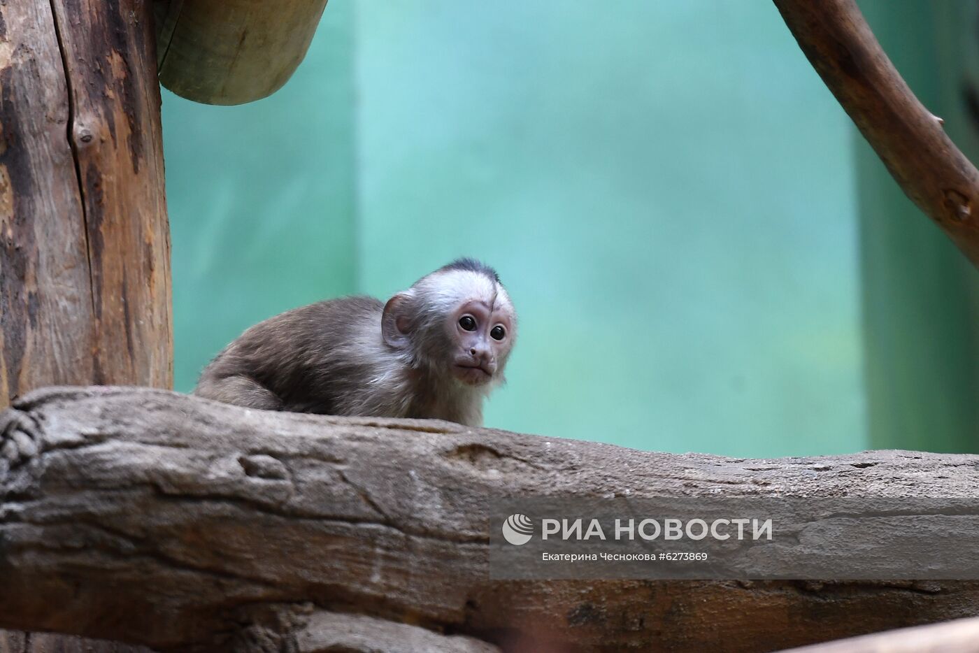 Детеныш капуцина плаксы в Московском зоопарке