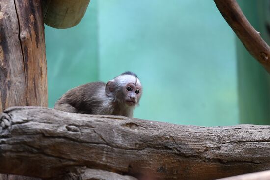 Детеныш капуцина плаксы в Московском зоопарке 
