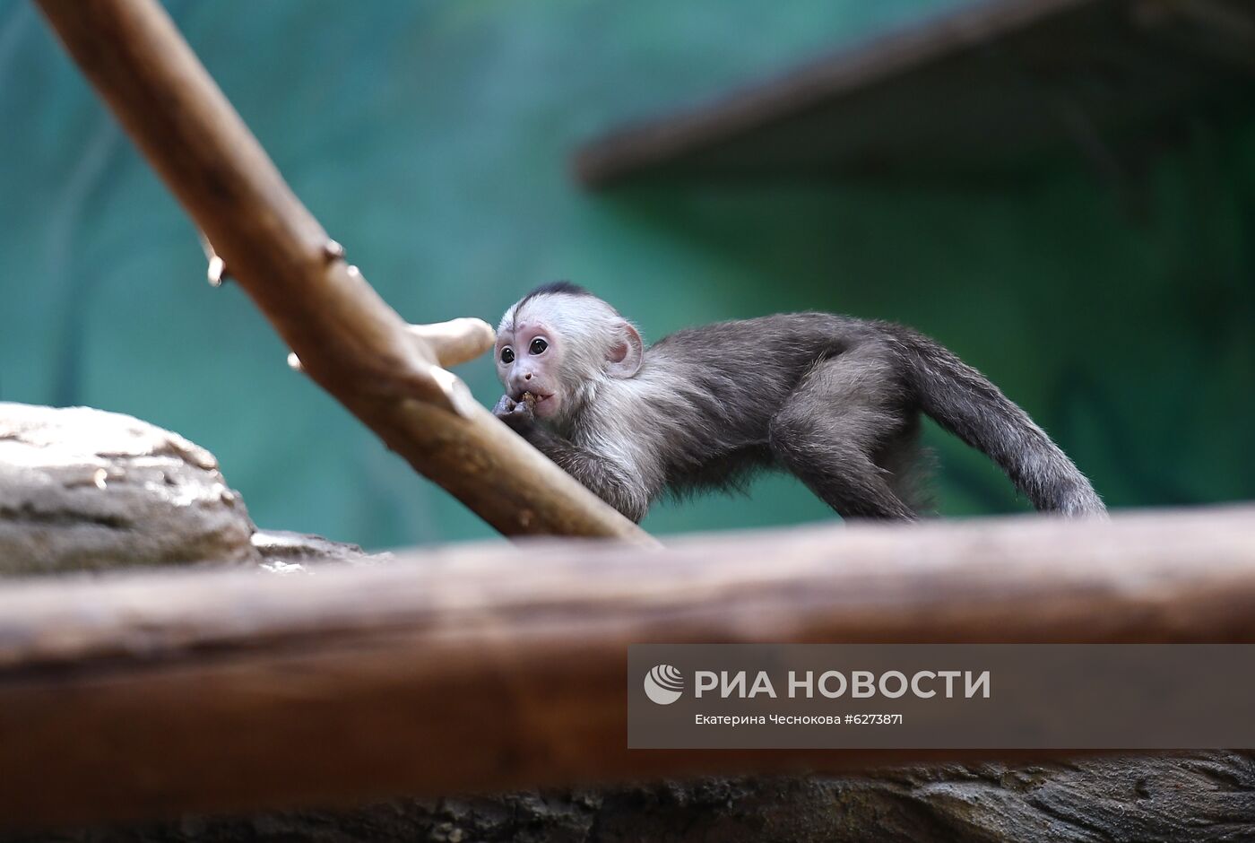 Детеныш капуцина плаксы в Московском зоопарке 