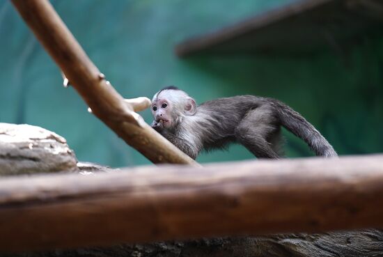 Детеныш капуцина плаксы в Московском зоопарке 