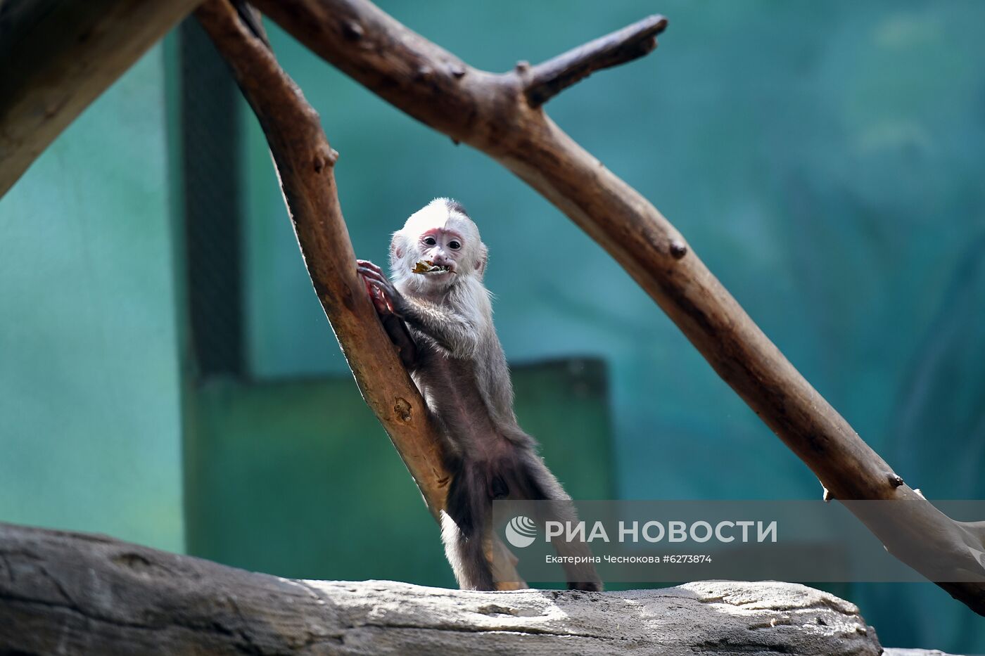 Детеныш капуцина плаксы в Московском зоопарке 