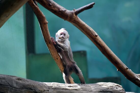 Детеныш капуцина плаксы в Московском зоопарке 