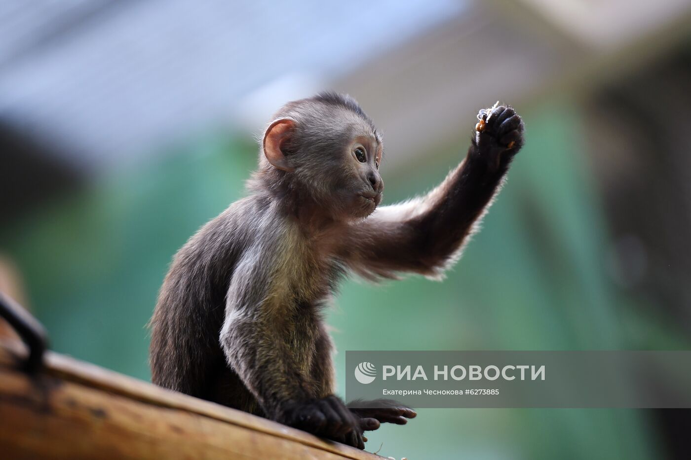 Детеныш капуцина плаксы в Московском зоопарке 