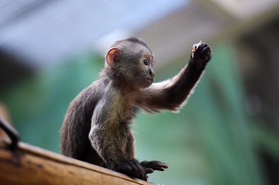 Детеныш капуцина плаксы в Московском зоопарке 