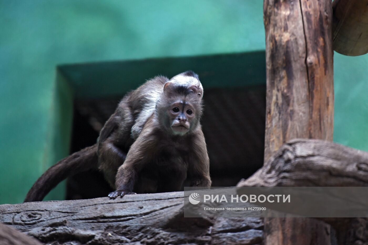 Детеныш капуцина плаксы в Московском зоопарке