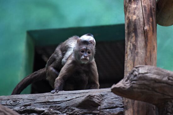 Детеныш капуцина плаксы в Московском зоопарке 