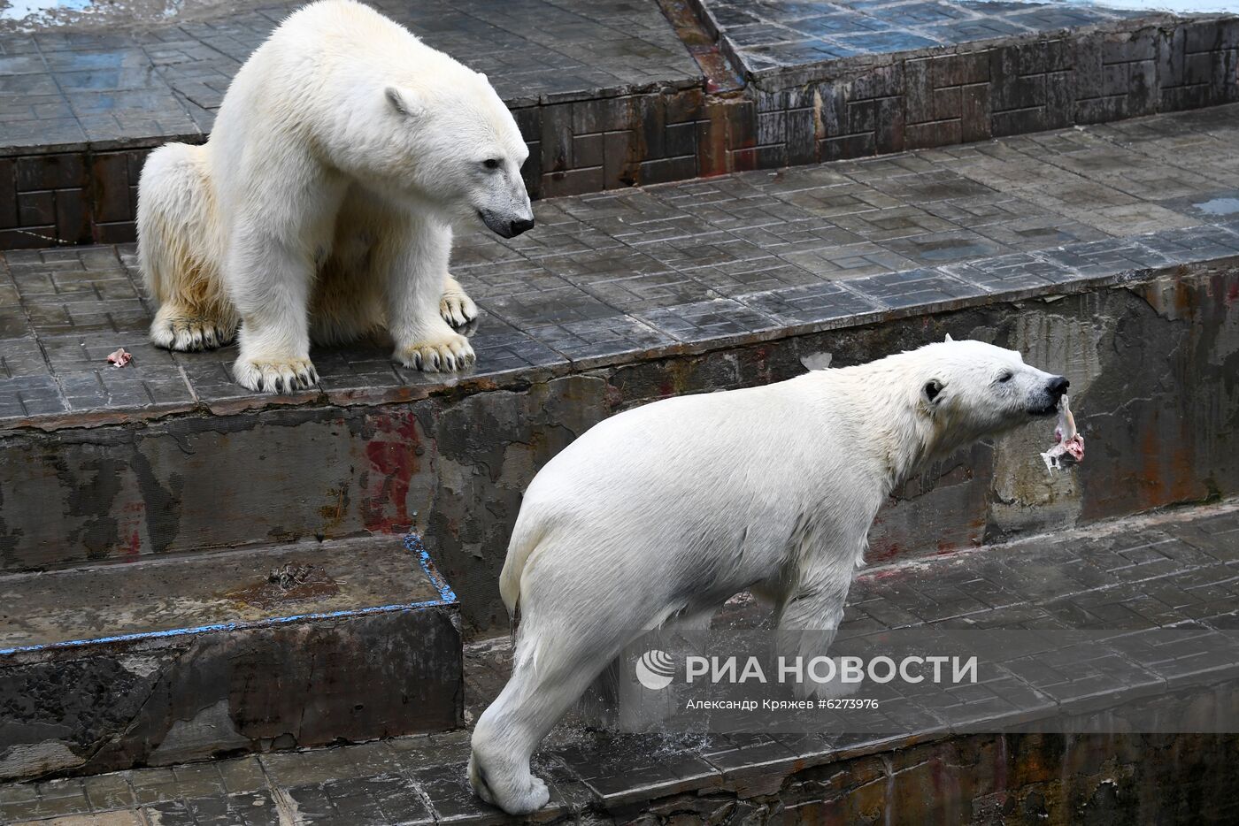 Новосибирский зоопарк возобновил работу после карантина