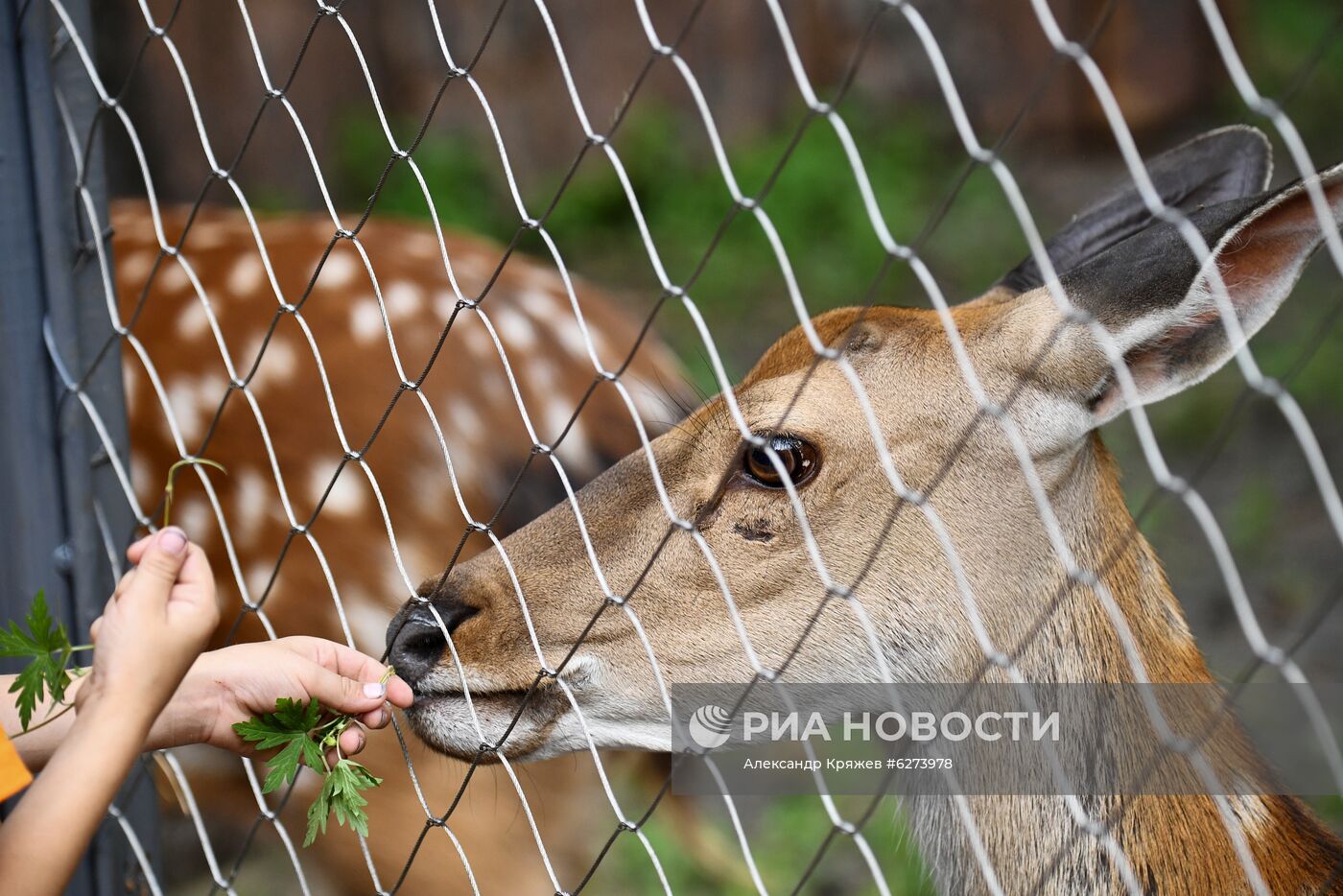 Новосибирский зоопарк возобновил работу после карантина