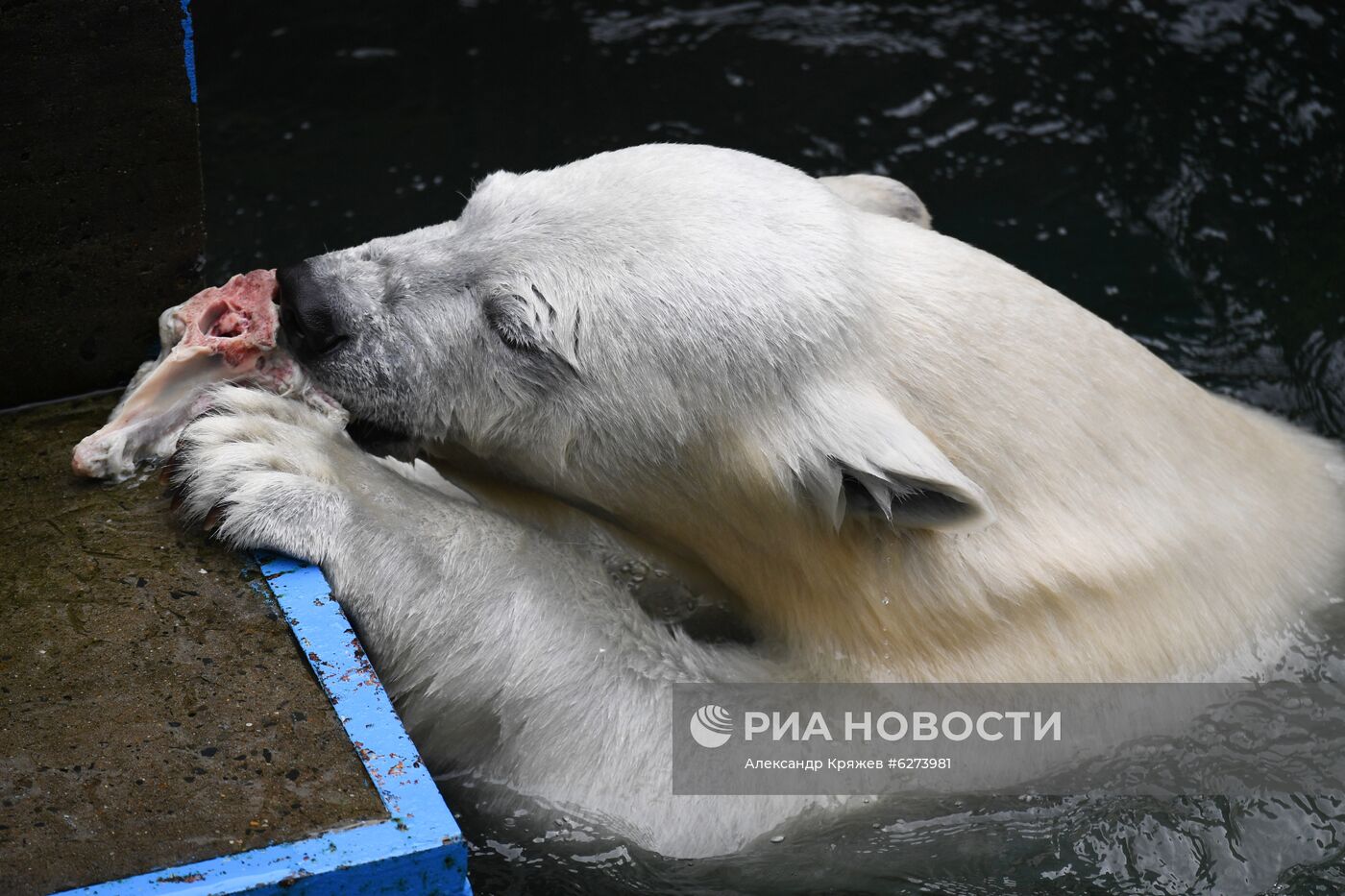 Новосибирский зоопарк возобновил работу после карантина