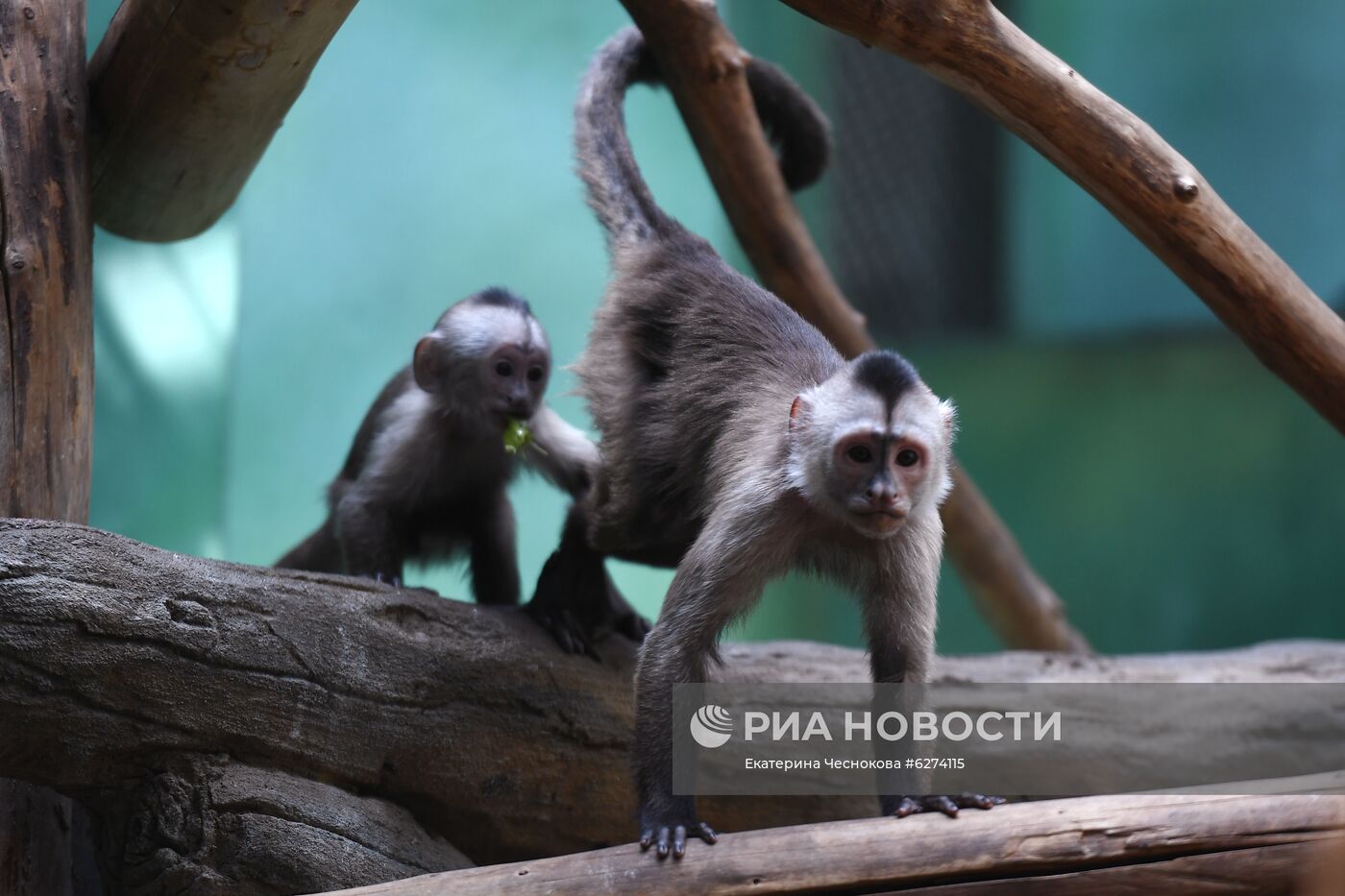 Детеныш капуцина плаксы в Московском зоопарке