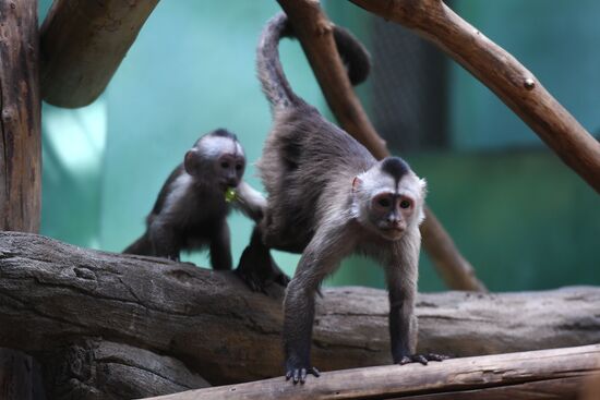 Детеныш капуцина плаксы в Московском зоопарке 