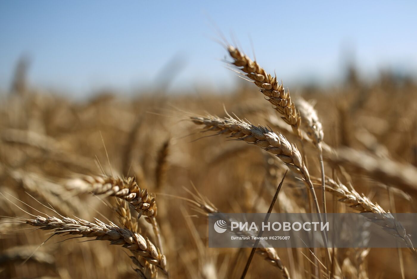 Уборка урожая зерновых в Краснодарском крае