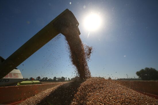 Уборка урожая зерновых в Краснодарском крае