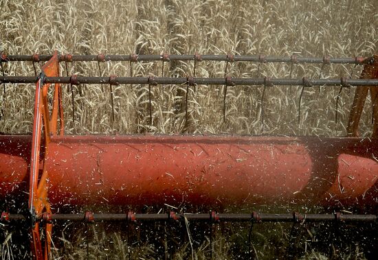 Уборка урожая зерновых в Краснодарском крае