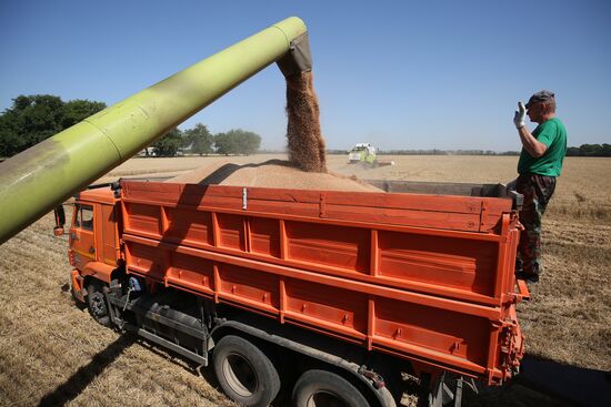 Уборка урожая зерновых в Краснодарском крае