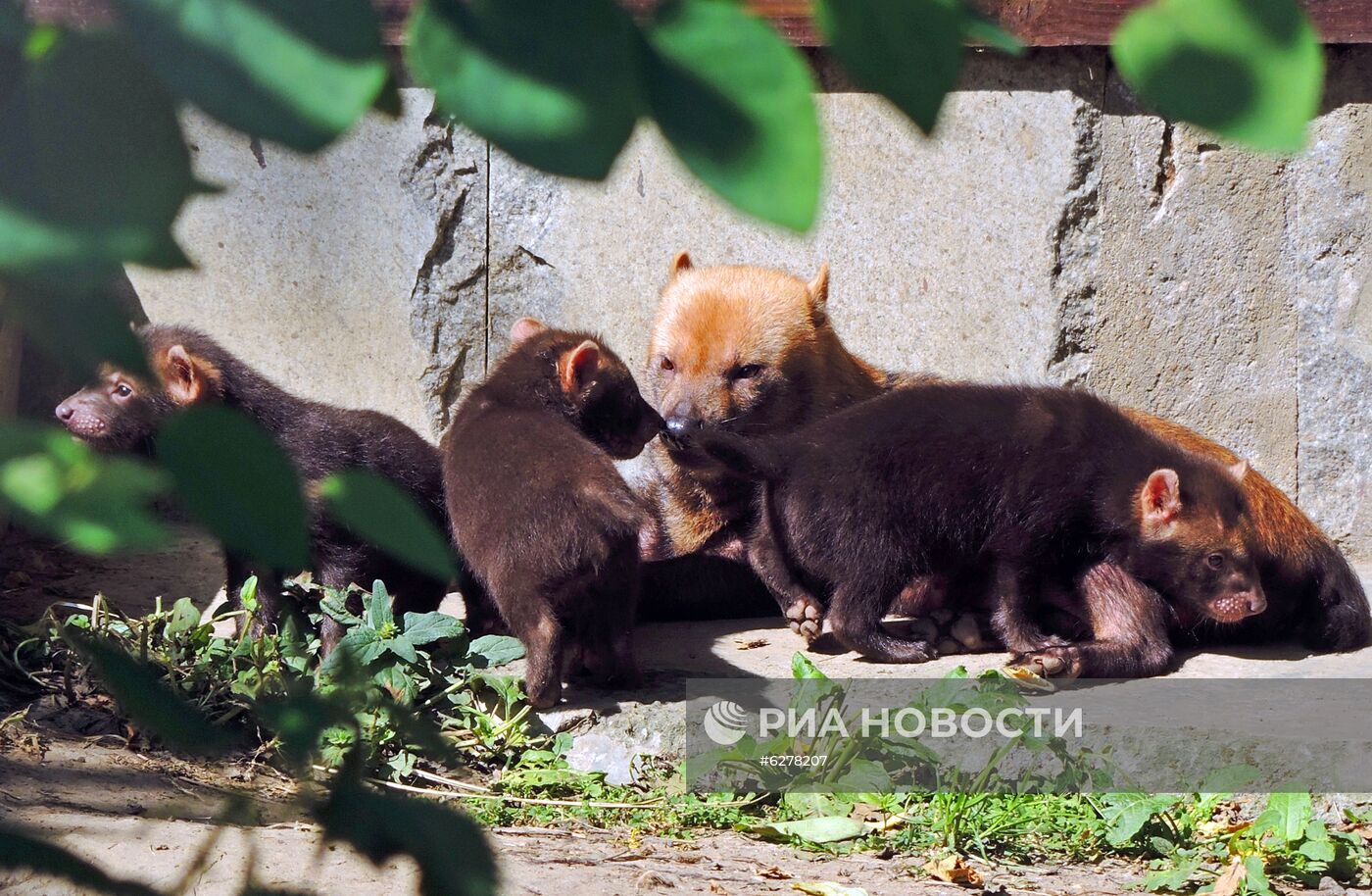 В Московском зоопарке родились кустарниковые собаки