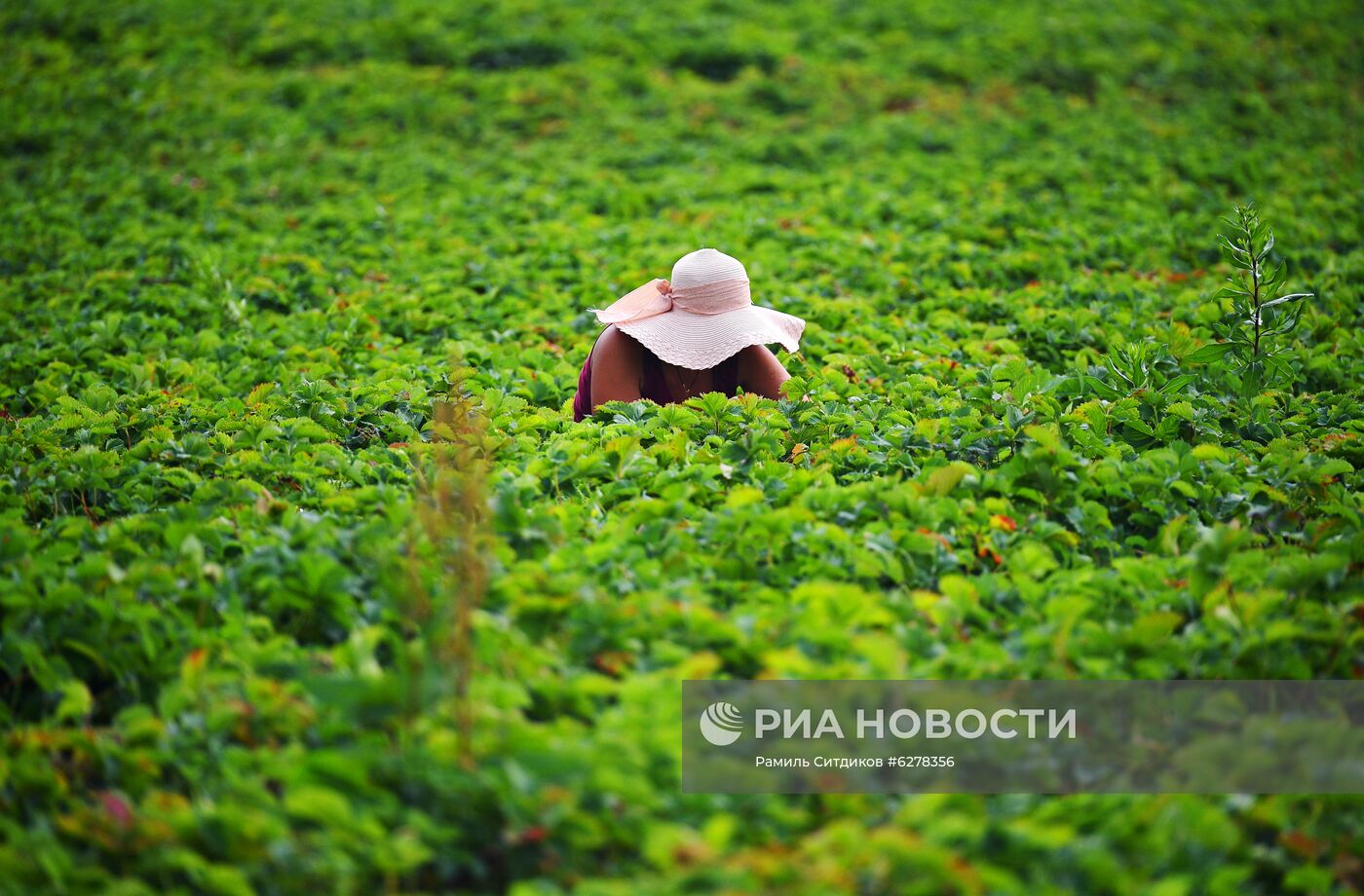 Сбор клубники в Совхозе им. Ленина 