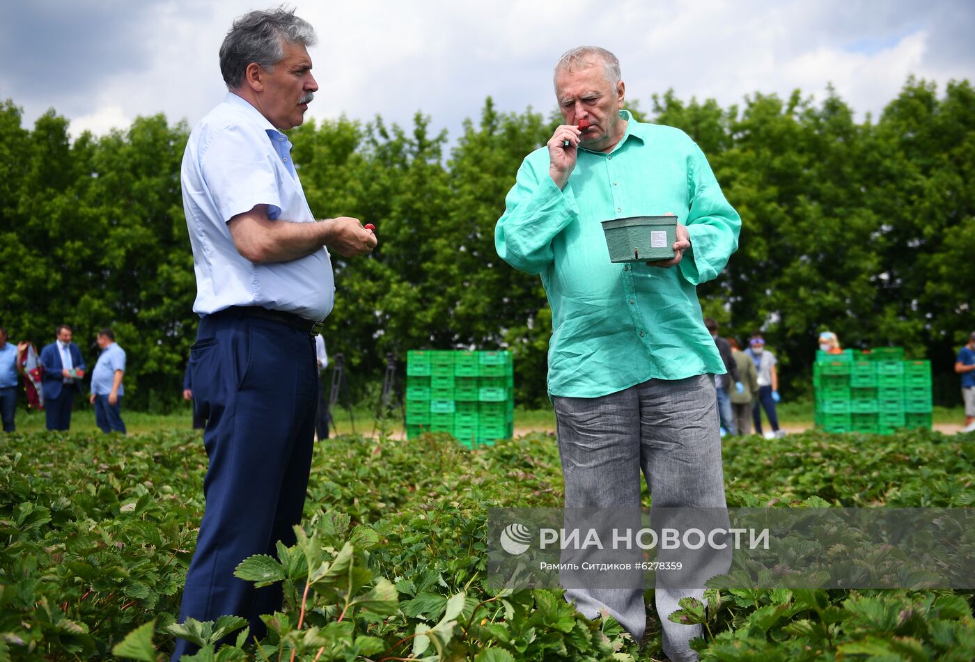 Сбор клубники в Совхозе им. Ленина 