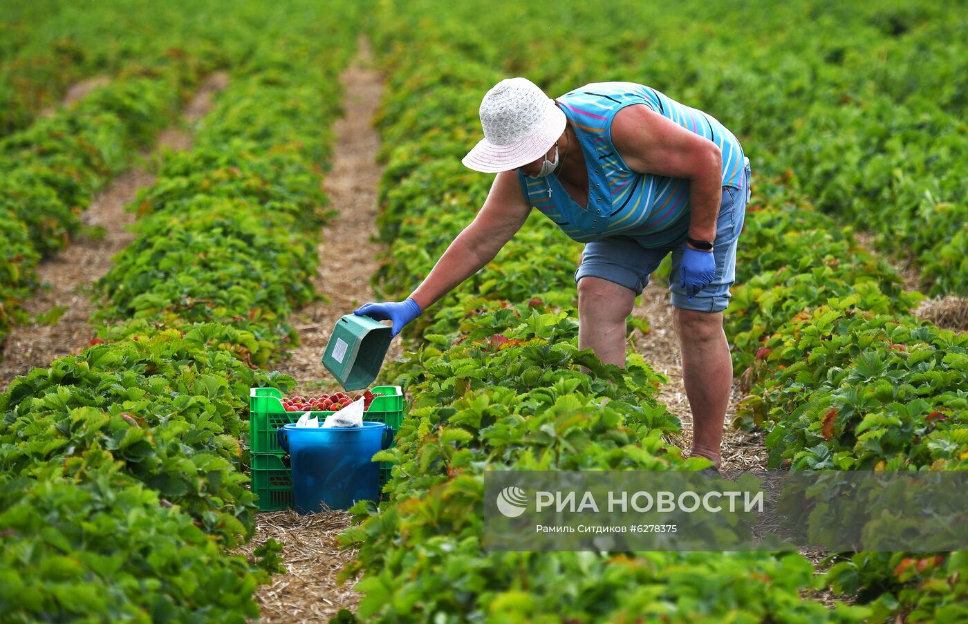 Сбор клубники в Совхозе им. Ленина | РИА Новости Медиабанк