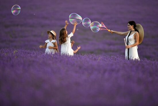 Лавандовые поля в Крыму