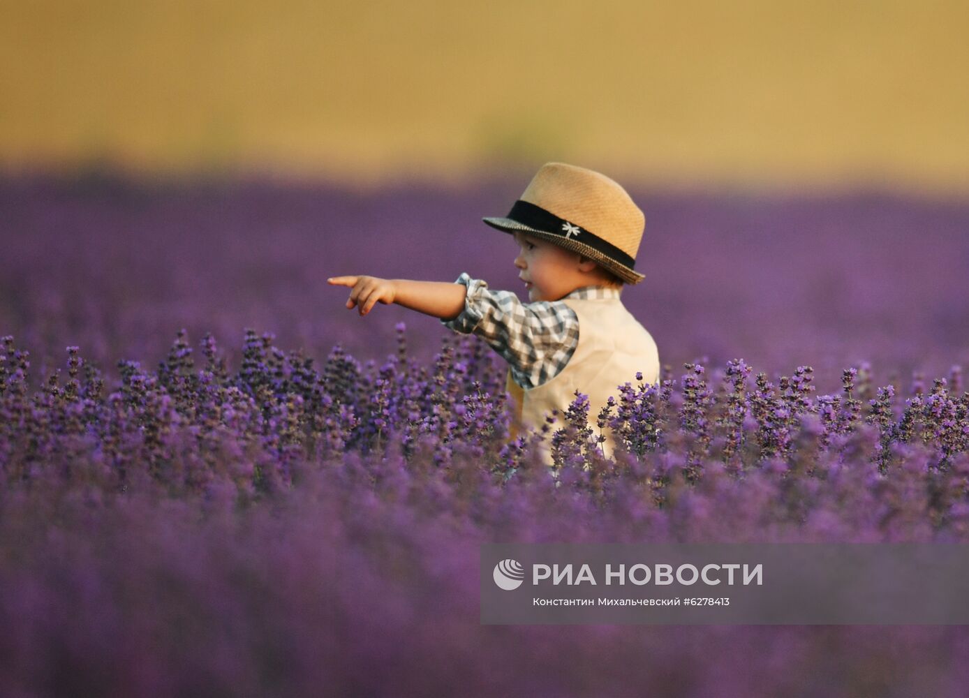 Лавандовые поля в Крыму