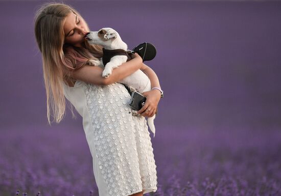 Лавандовые поля в Крыму