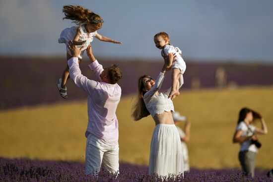 Лавандовые поля в Крыму