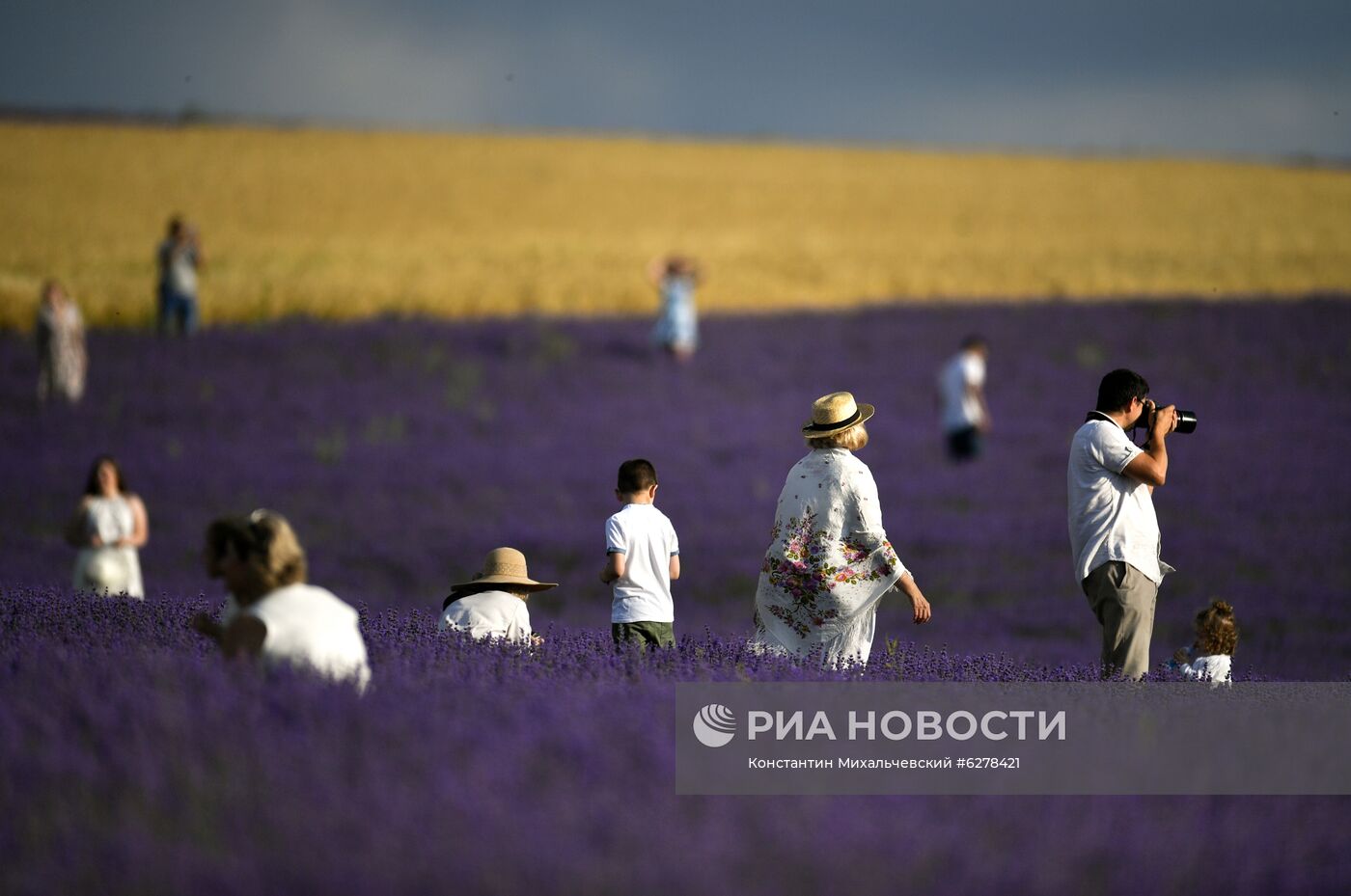 Лавандовые поля в Крыму
