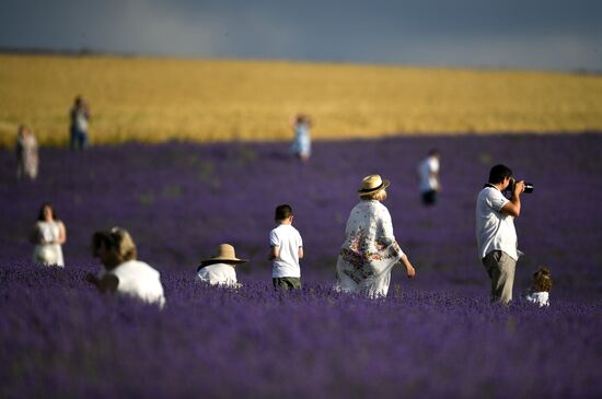 Лавандовые поля в Крыму
