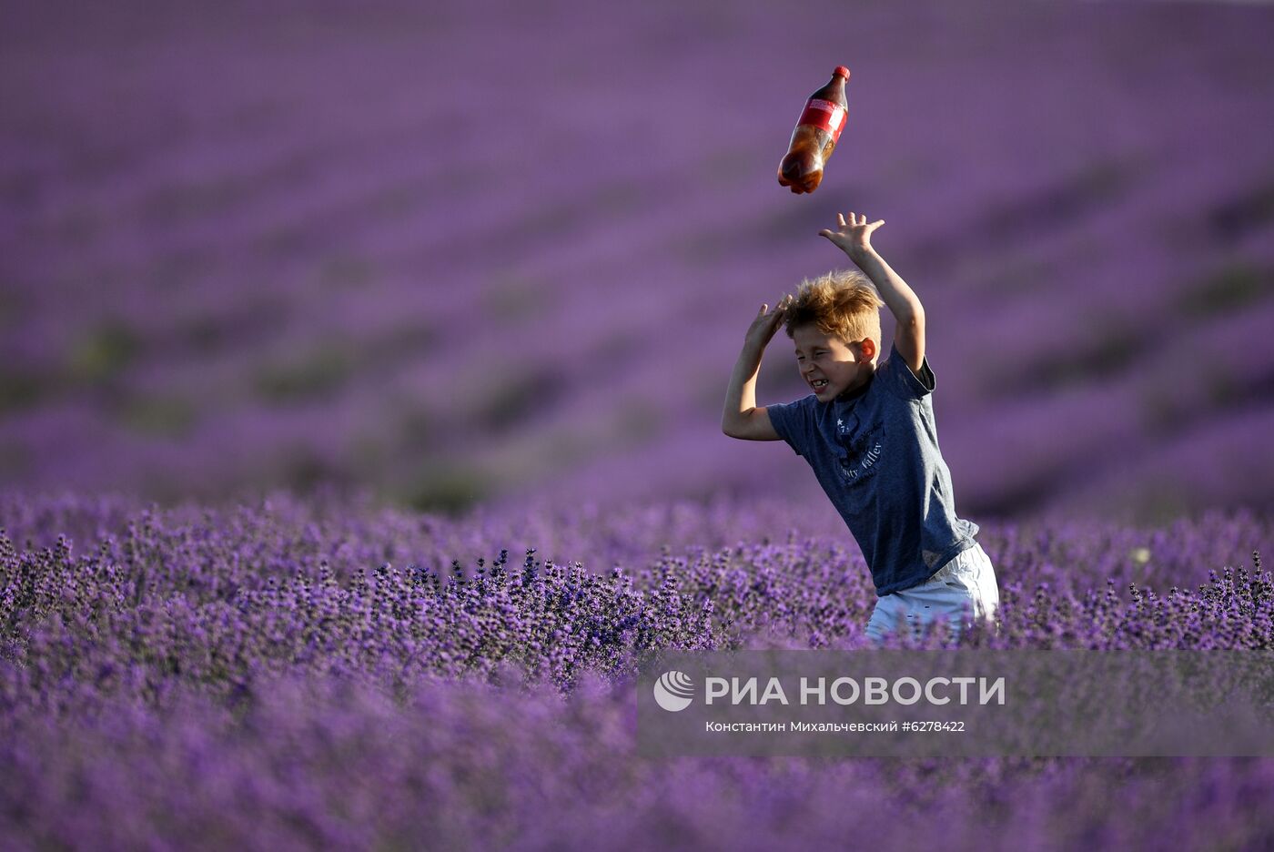 Лавандовые поля в Крыму