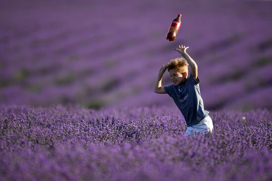Лавандовые поля в Крыму