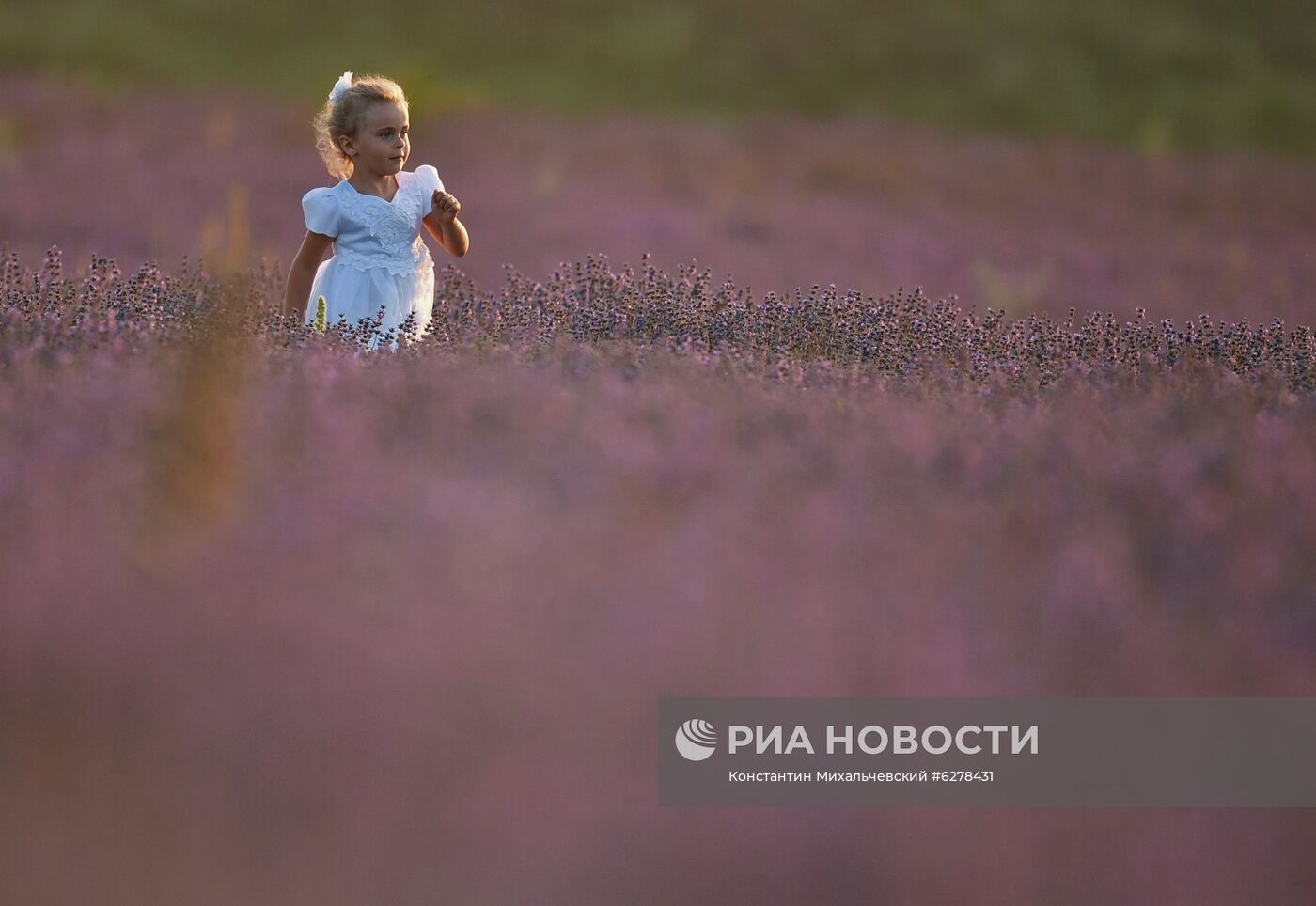 Лавандовые поля в Крыму