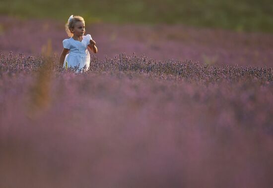 Лавандовые поля в Крыму