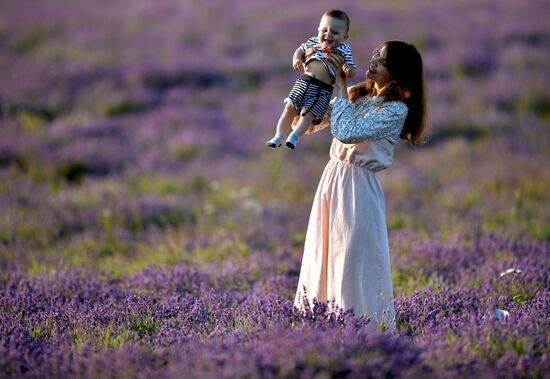 Лавандовые поля в Крыму