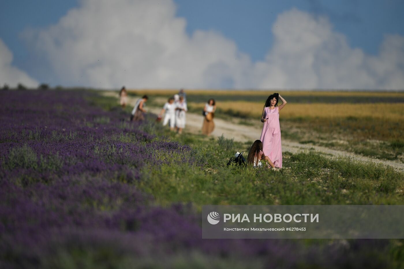 Лавандовые поля в Крыму