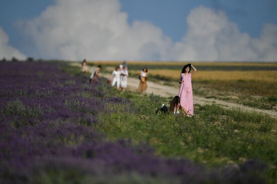 Лавандовые поля в Крыму
