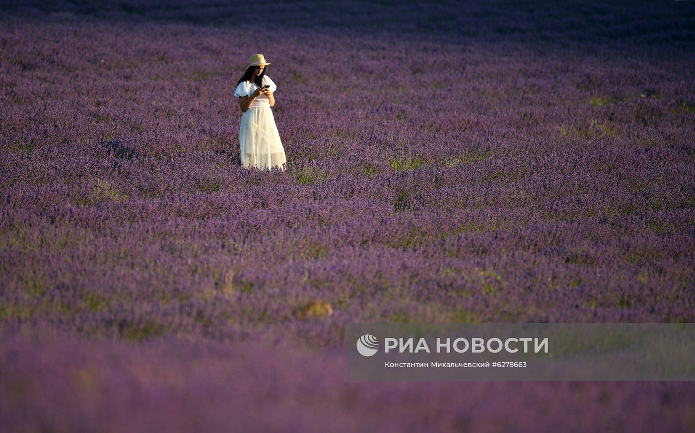 Лавандовые поля в Крыму