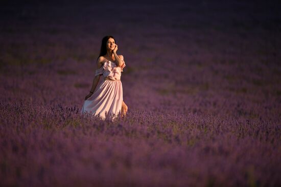 Лавандовые поля в Крыму