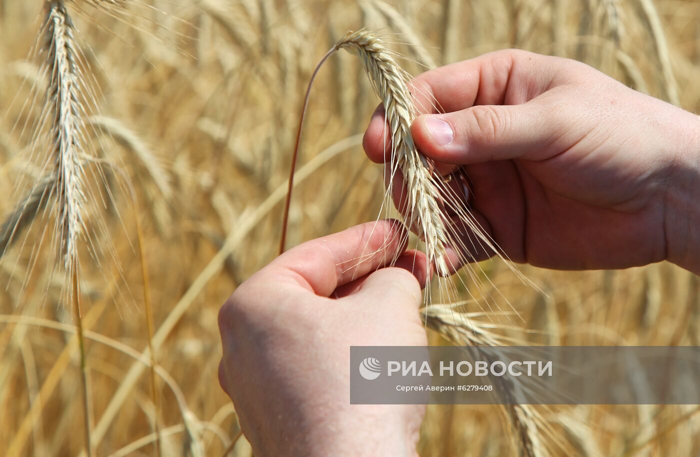Начало жатвы в Донецкой области