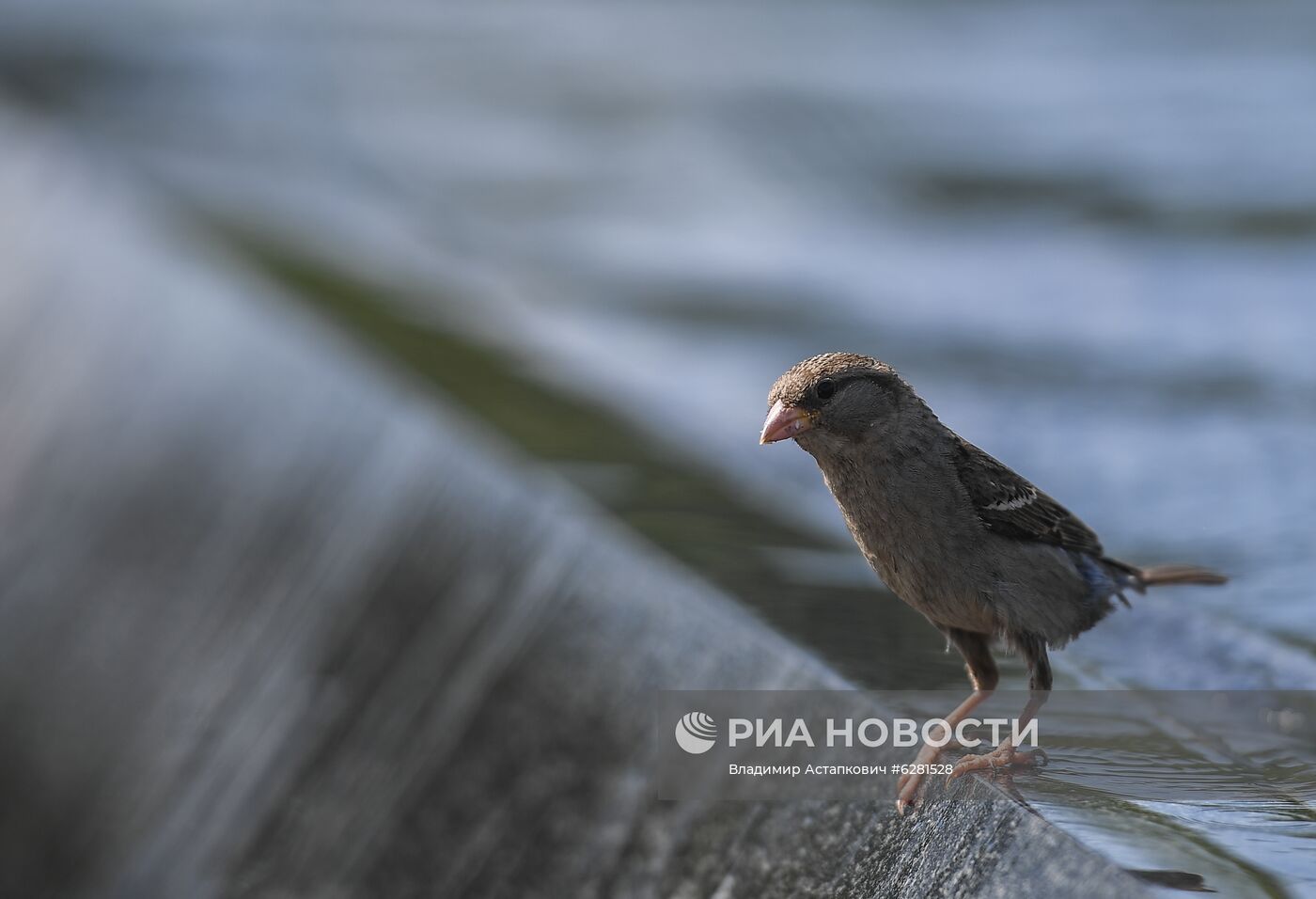 Жаркая погода в Москве