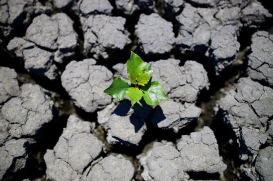Засуха в Краснодарском крае