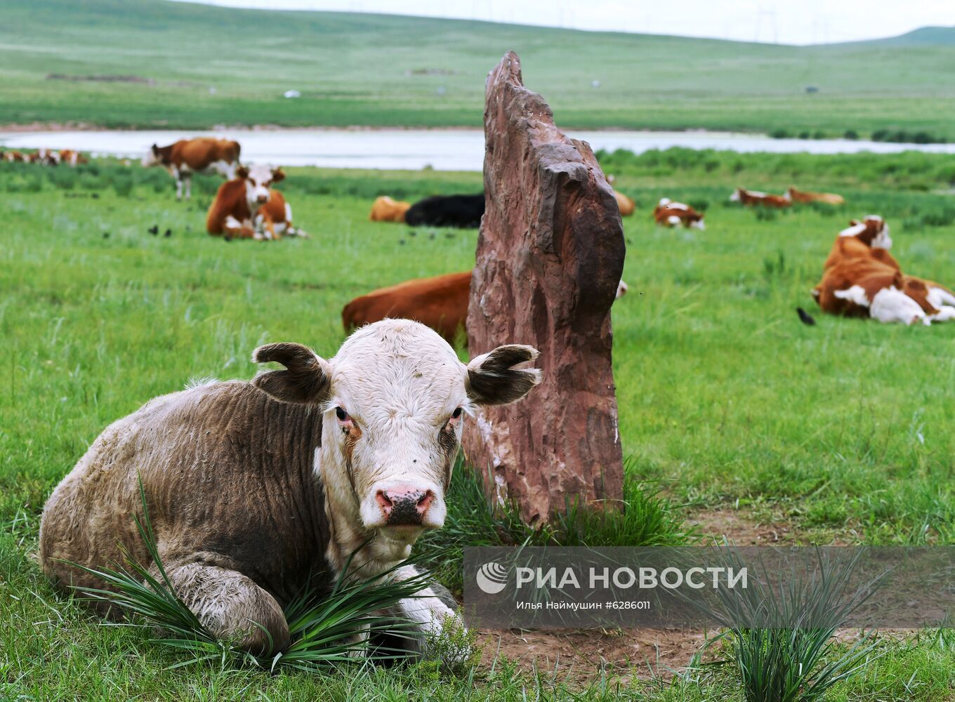 Коровы на пастбище в Хакасии