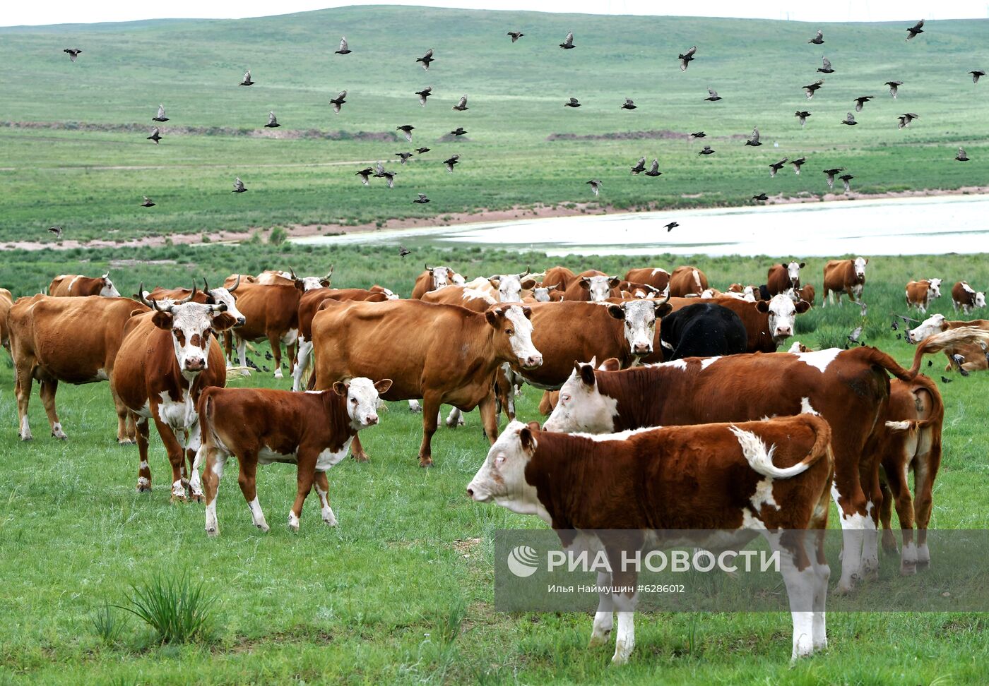 Коровы на пастбище в Хакасии