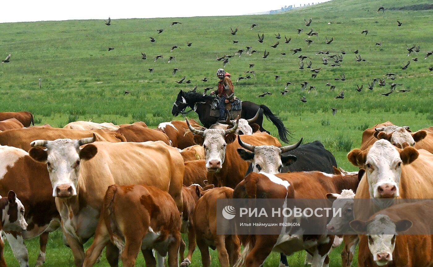 Коровы на пастбище в Хакасии
