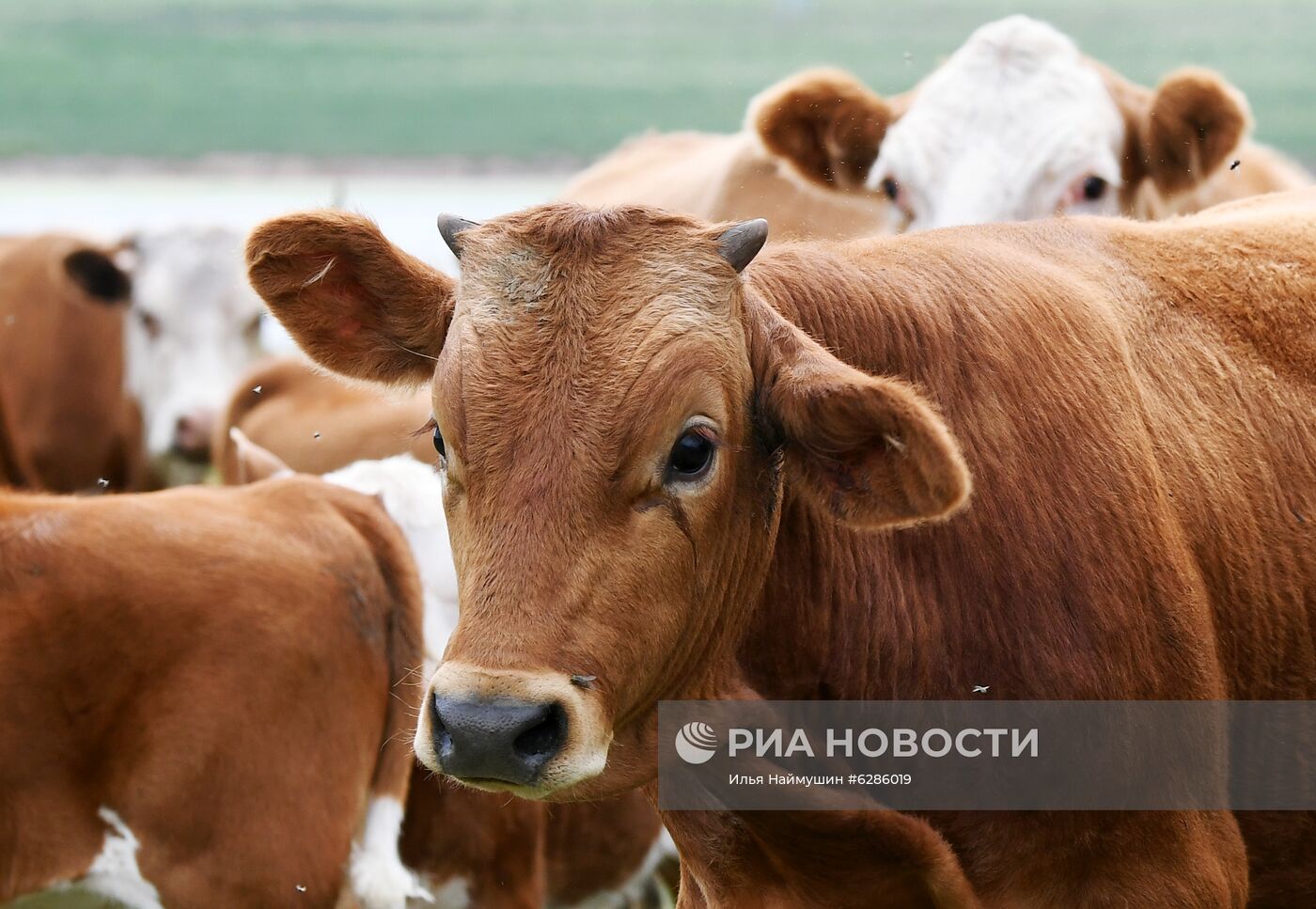 Коровы на пастбище в Хакасии