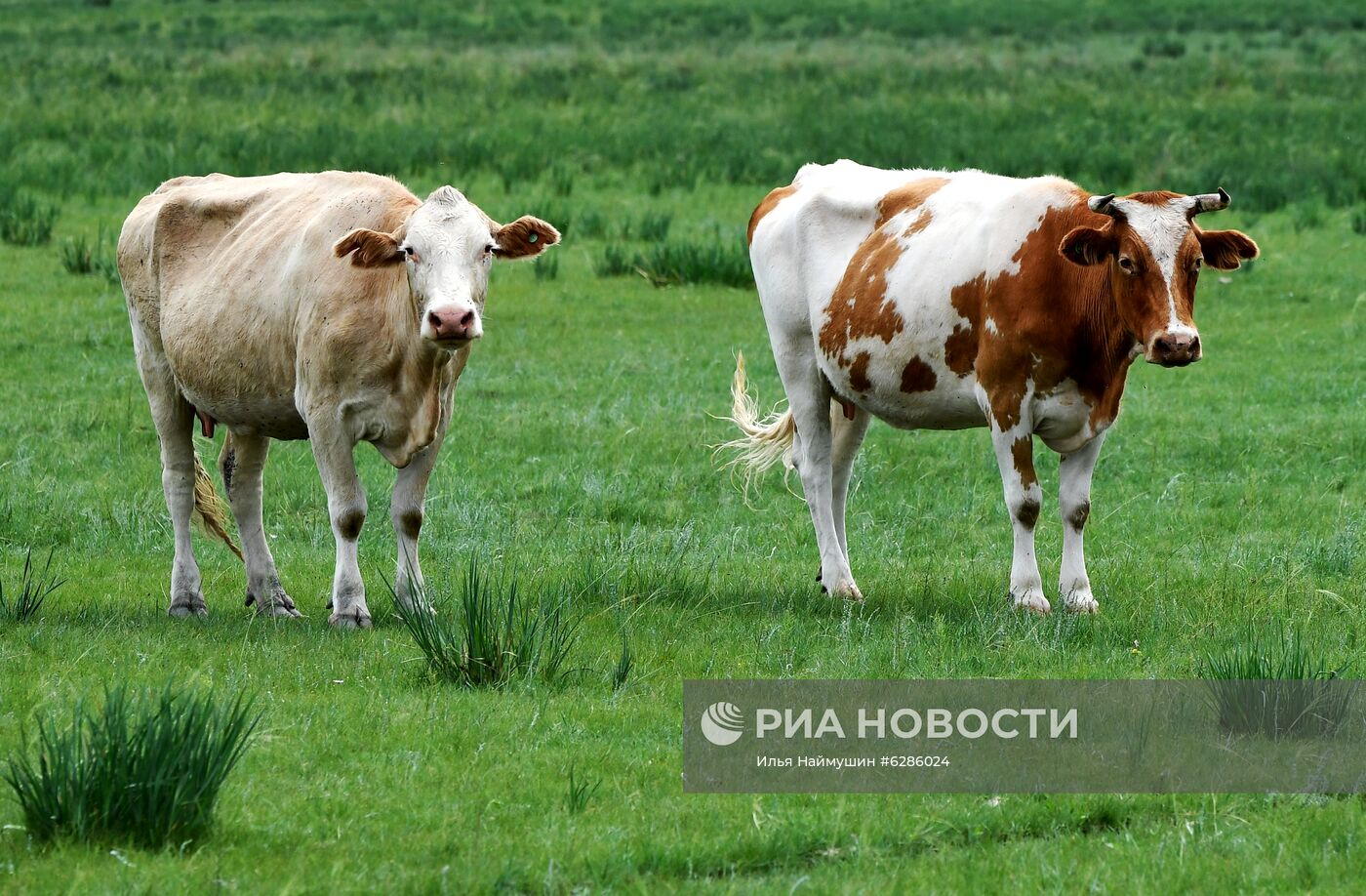 Коровы на пастбище в Хакасии