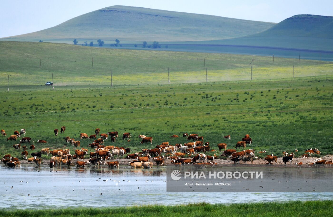 Коровы на пастбище в Хакасии